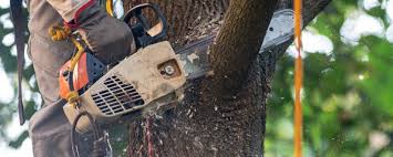 Best Storm Damage Tree Cleanup  in Hondo, TX