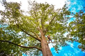 Best Tree and Shrub Care  in Hondo, TX