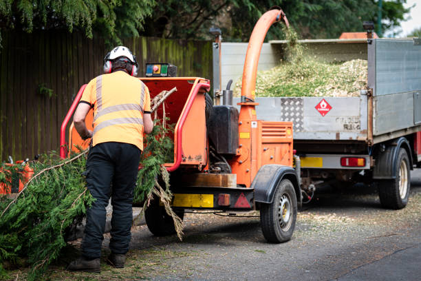 Best Tree Maintenance Programs  in Hondo, TX