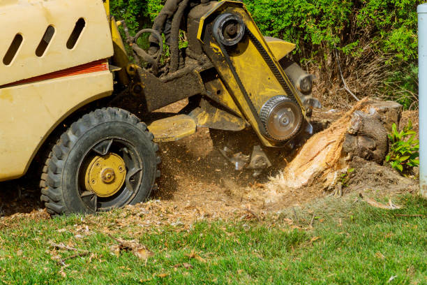 Hondo, TX Tree Removal Company