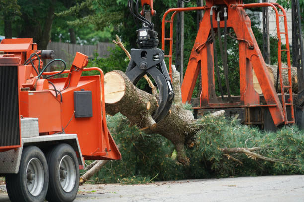 Best Tree Preservation Services  in Hondo, TX